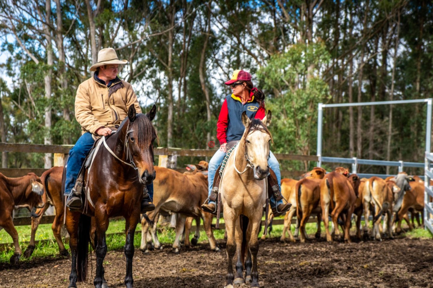 澳大利亚新南威尔士州Willsons Downfall的农场,224 Wallaroo Range Road,编号78492679