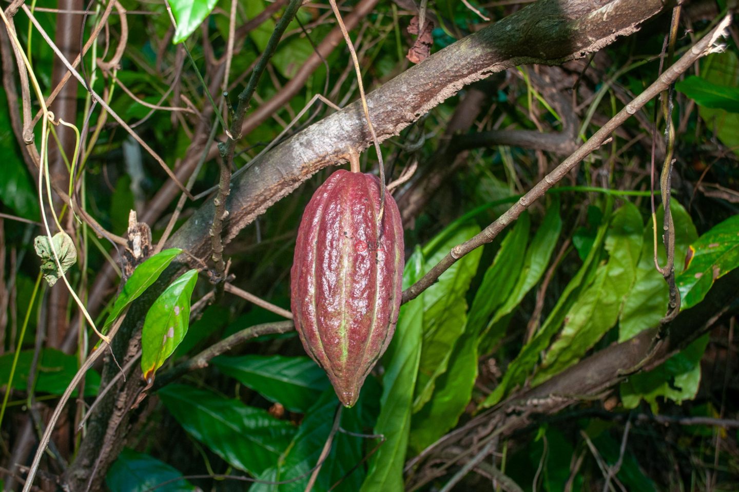 洪都拉斯海湾群岛瓜納哈島的独栋别墅，122 Acre Eco Estate with 3400 ft Beachfront，编号78468044