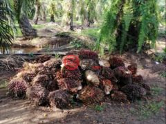 马来西亚沙巴博福特的农业用地，188.78 acres of Oil Palm Plantation，编号76207020
