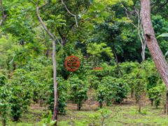 尼加拉瓜Masaya DepartmentMasaya的住宅用地，Finca Los Monos，编号71148962